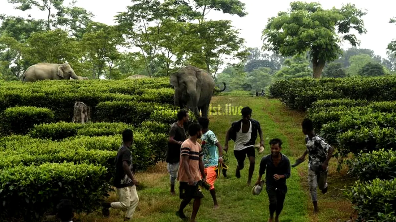 Wild Animal Attack