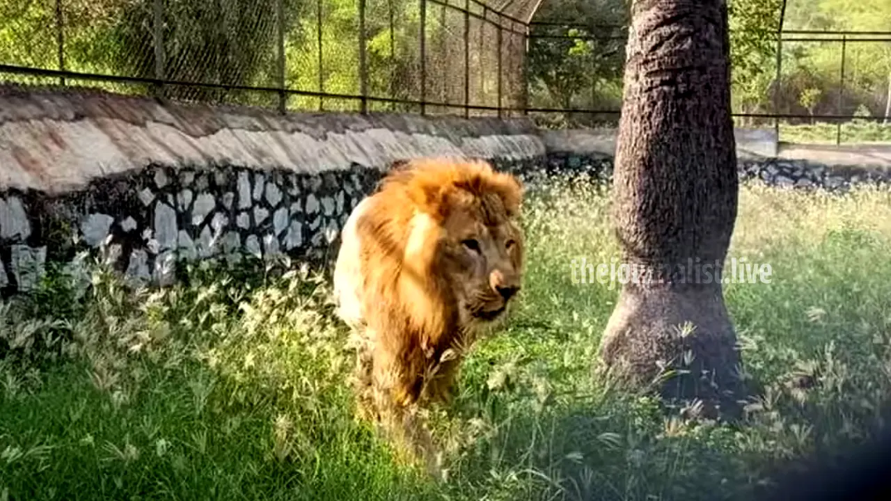 Vandalur Zoo Lion