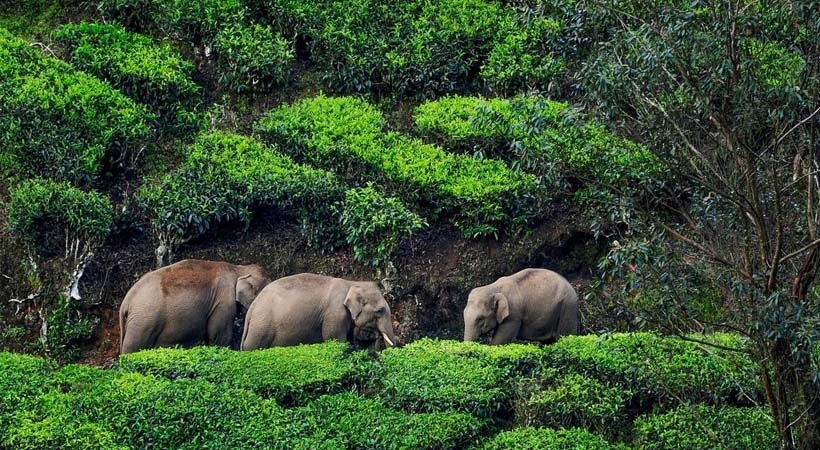 വയനാട്ടിൽ തുടരുന്ന വന്യജീവി ആക്രമണ ഭീതി; ഫെൻസിങ് ഉൾപ്പെടെയുള്ള സുരക്ഷാ സംവിധാനങ്ങളുടെ ഭൂരിഭാഗവും തകർന്നു